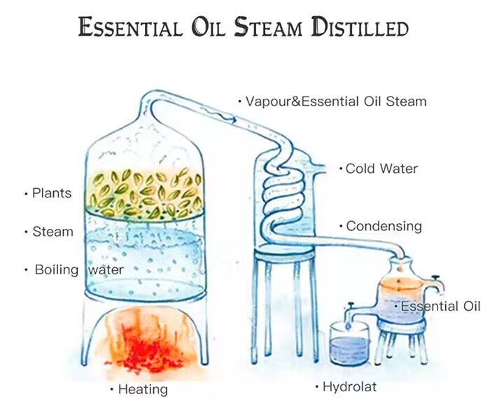1714270313777453.jpg 蒸汽蒸馏精油图.jpg
