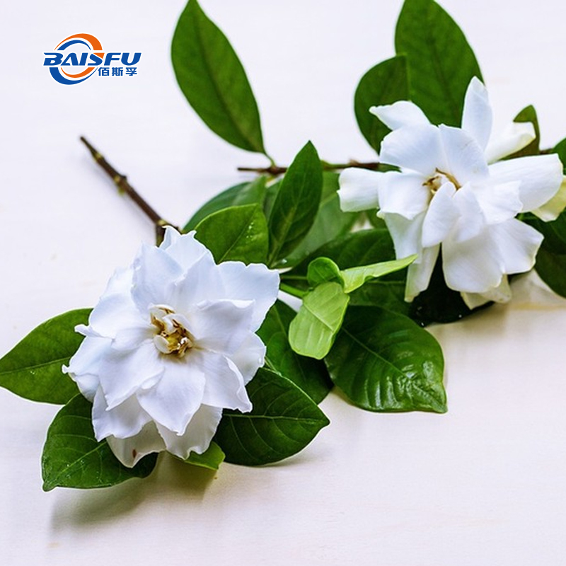 1716878919209891.jpg 55--栀子花-CAPE-JASMINE--04.jpg