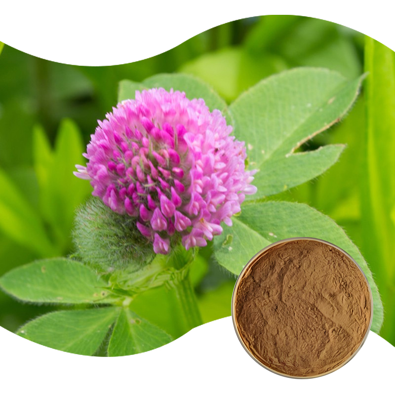 73-红三叶提取物-Red-Clover-P.E-02.jpg