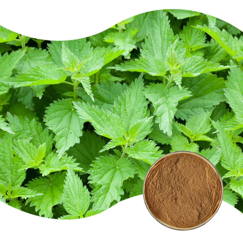 80-荨麻提取物-natural-Nettle-P.E-02.jpg