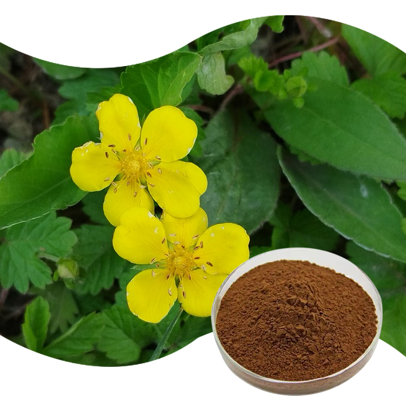 1763091316670856.jpg 100-委陵菜提取物-Chinese-Cinquefoil-Herb.P-02.jpg