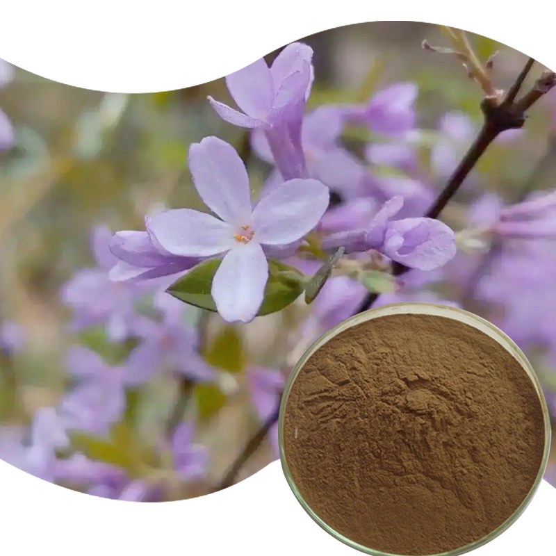 144-芫花提取物-Lilac-Daphne-Flower-Bud-Extract-Powder-02.jpg
